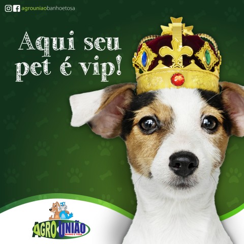 Gestão de mídia social para pet shop