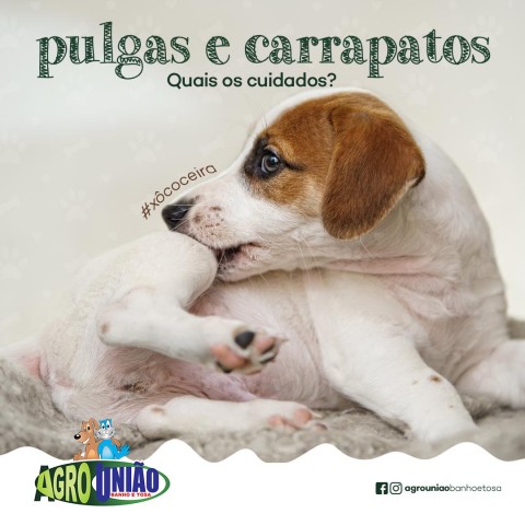 Gestão de mídias sociais para pet shop	