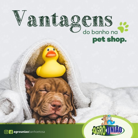 Gestão de redes sociais para pet shop