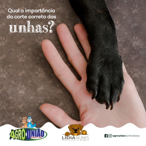 Gerenciamento de mídias sociais para pet shop