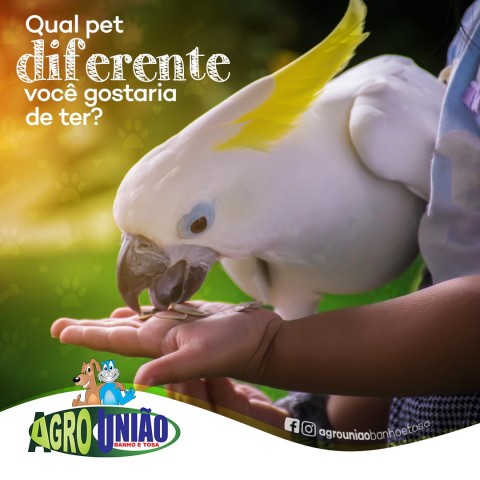 Gestão de mídias sociais para pet shop	