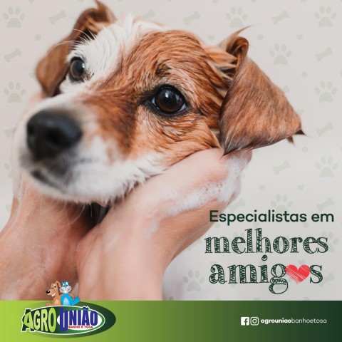 Gestão de mídias sociais para pet shop	